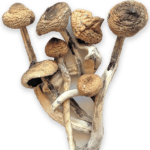 Golden Teachers Mushrooms