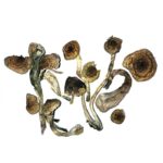 Mazatapec Mushrooms