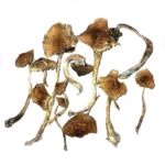 Mexicana Mushrooms