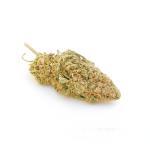 Girl Scout Cookie (AA)