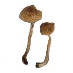 Malabar Mushrooms