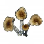 Blue Meanie Mushrooms