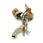 Amazonian Mushrooms