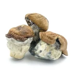 King Kong Mushrooms
