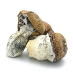 King Kong Mushrooms