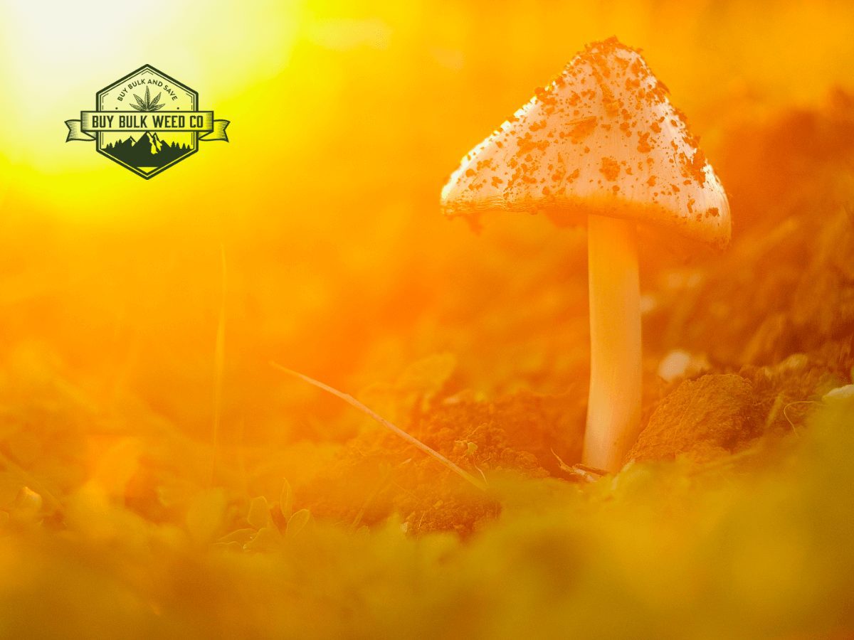 Read more about the article Learn All About Magic Mushrooms