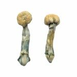 Albino Treasure Coast Mushrooms