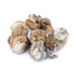 Dino Eggs Mushrooms