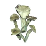 Leucistic Burma Mushrooms