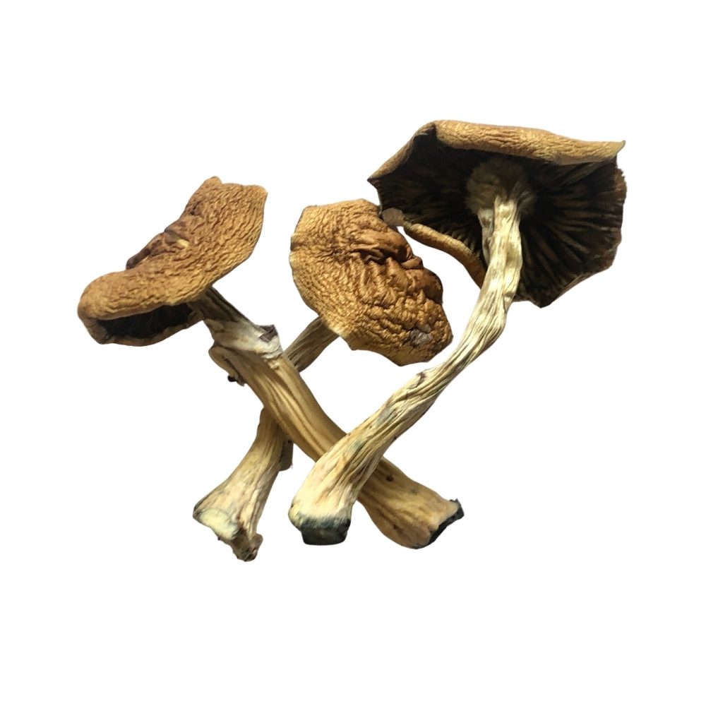 B+ Mushrooms