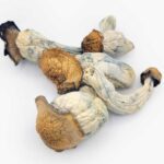 Gold Members Mushrooms