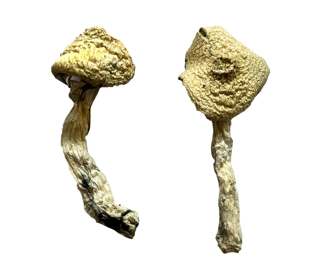 Leucistic Burma Mushrooms